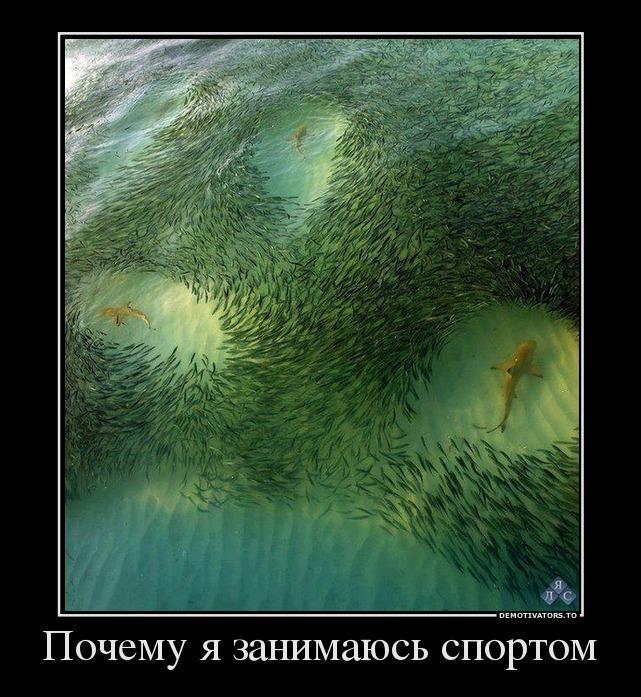 Демотиваторы (70 фото)