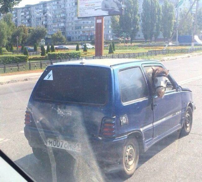 Порция картинок