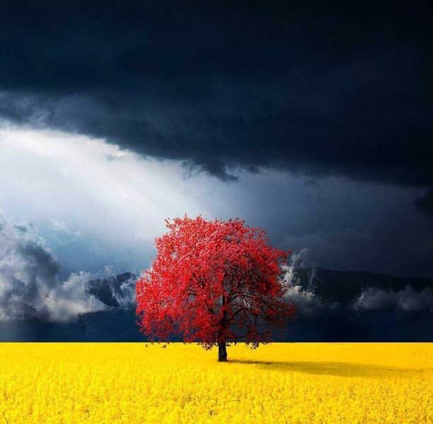 Фотографии вместо тысячи слов