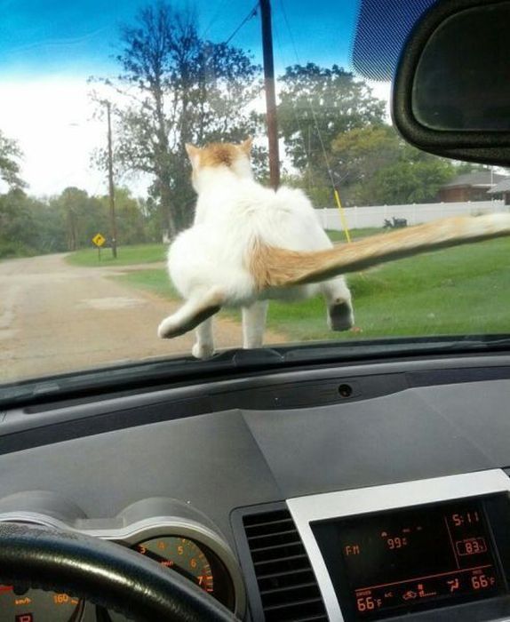 Автоюмор