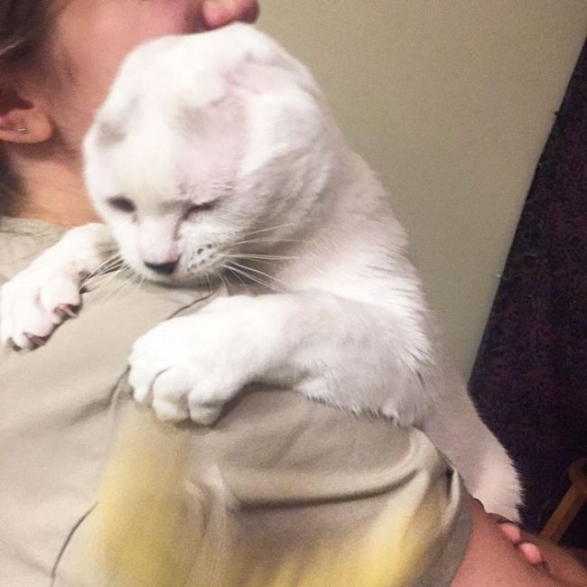 Безухий кот обрел любящую хозяйку