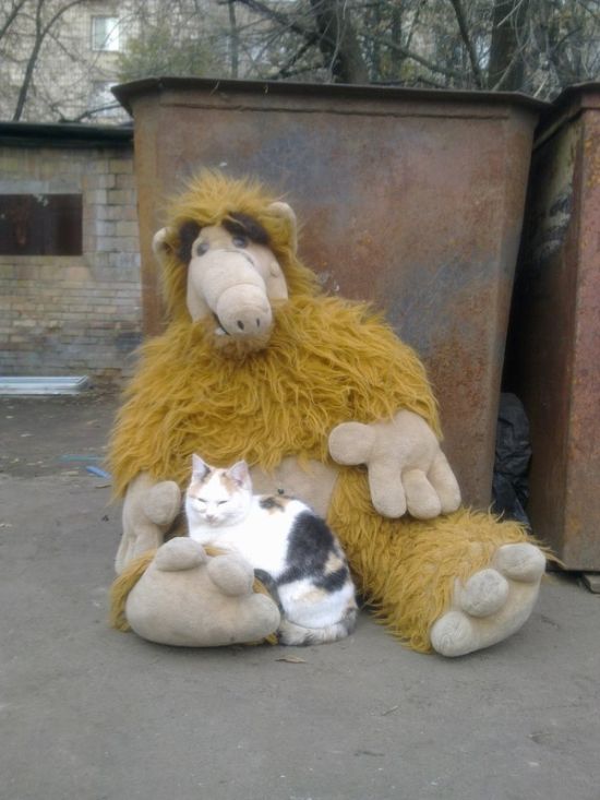 Прикольные картинки