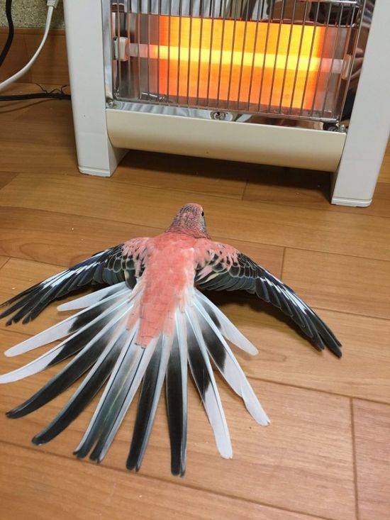 Прикольные картинки