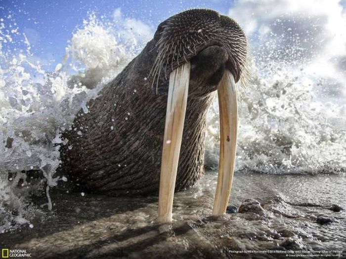 Лучшие работы фотоконкурса National Geographic Nature Photographer 2016