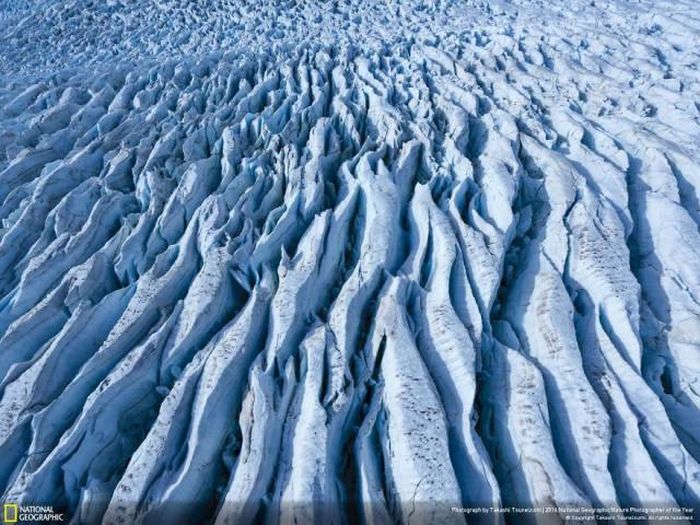 Лучшие работы фотоконкурса National Geographic Nature Photographer 2016