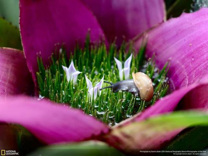 Лучшие работы фотоконкурса National Geographic Nature Photographer 2016