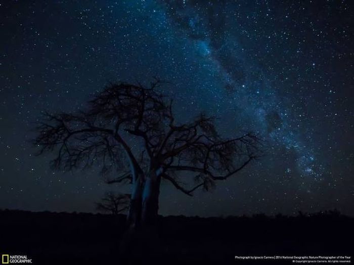 Лучшие работы фотоконкурса National Geographic Nature Photographer 2016