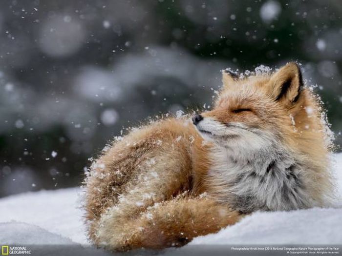 Лучшие работы фотоконкурса National Geographic Nature Photographer 2016
