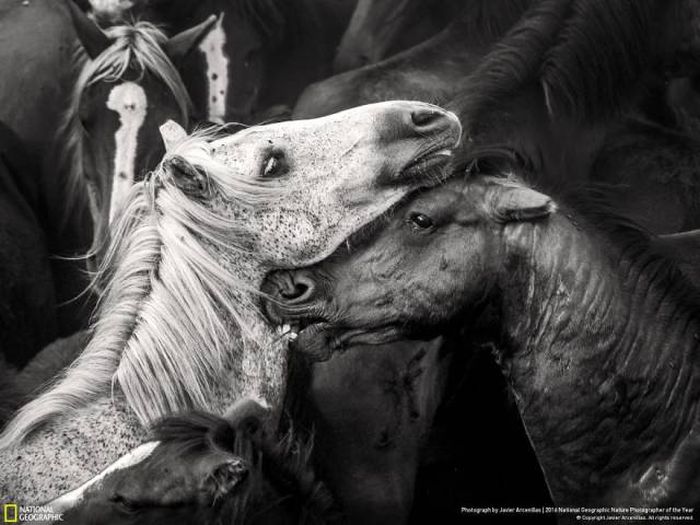 Лучшие работы фотоконкурса National Geographic Nature Photographer 2016