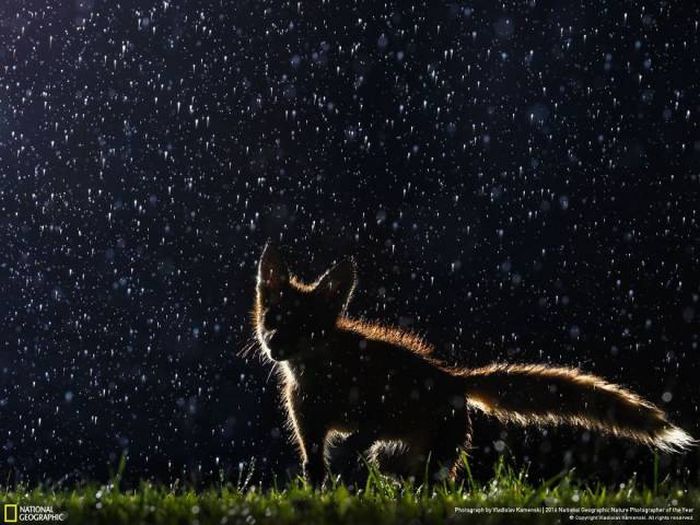 Лучшие работы фотоконкурса National Geographic Nature Photographer 2016