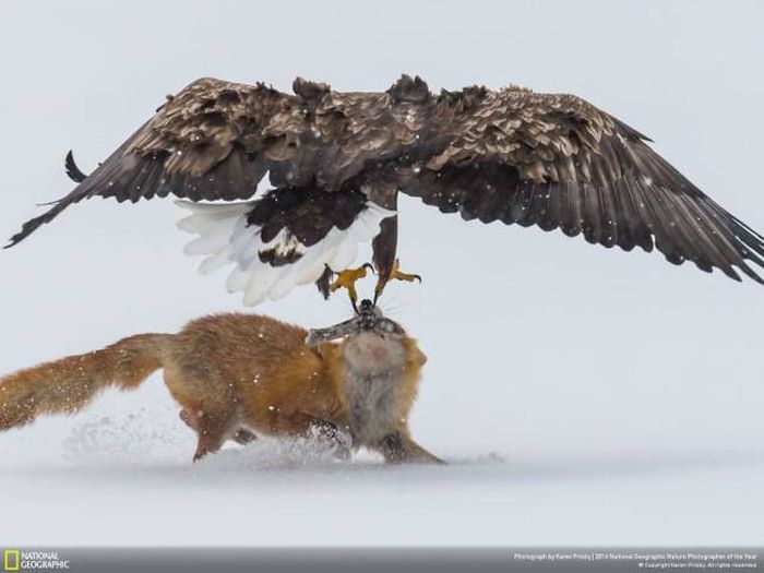 Лучшие работы фотоконкурса National Geographic Nature Photographer 2016