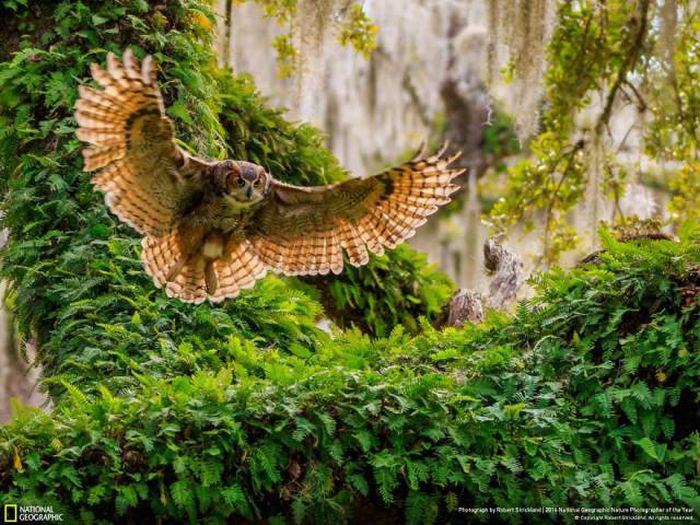 Лучшие работы фотоконкурса National Geographic Nature Photographer 2016