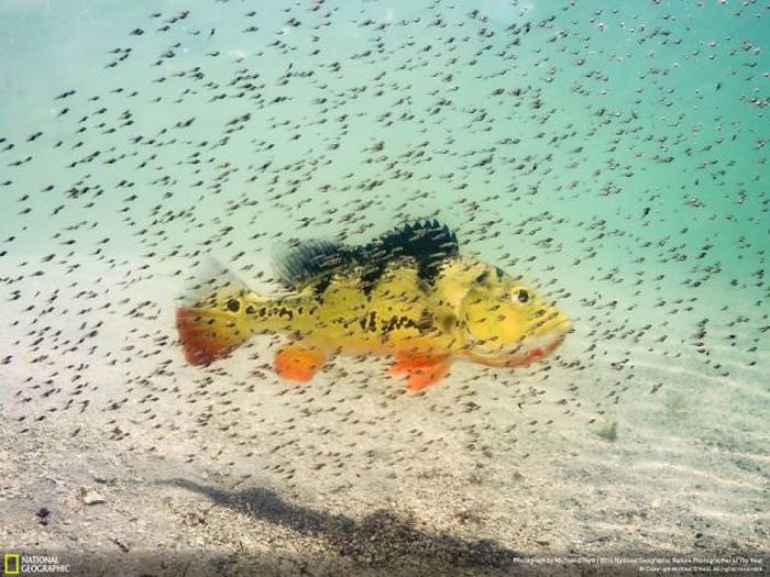 Лучшие работы фотоконкурса National Geographic Nature Photographer 2016