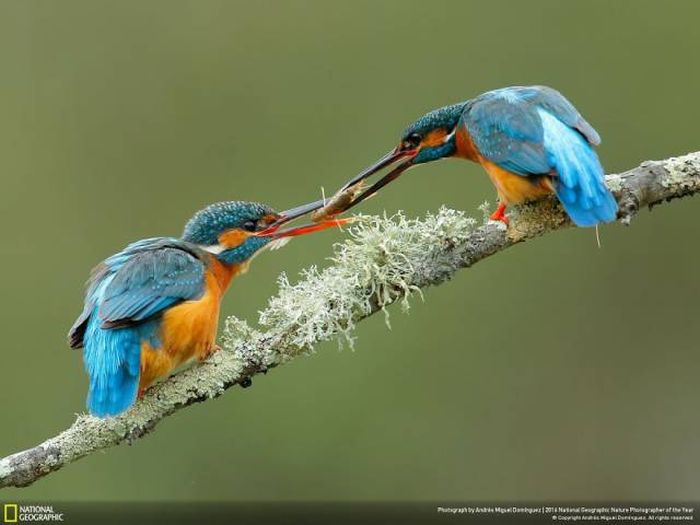 Лучшие работы фотоконкурса National Geographic Nature Photographer 2016