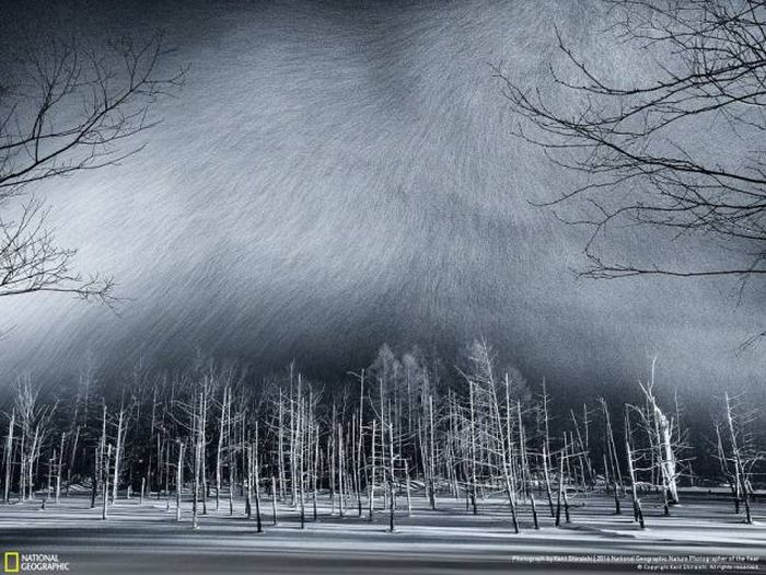 Лучшие работы фотоконкурса National Geographic Nature Photographer 2016