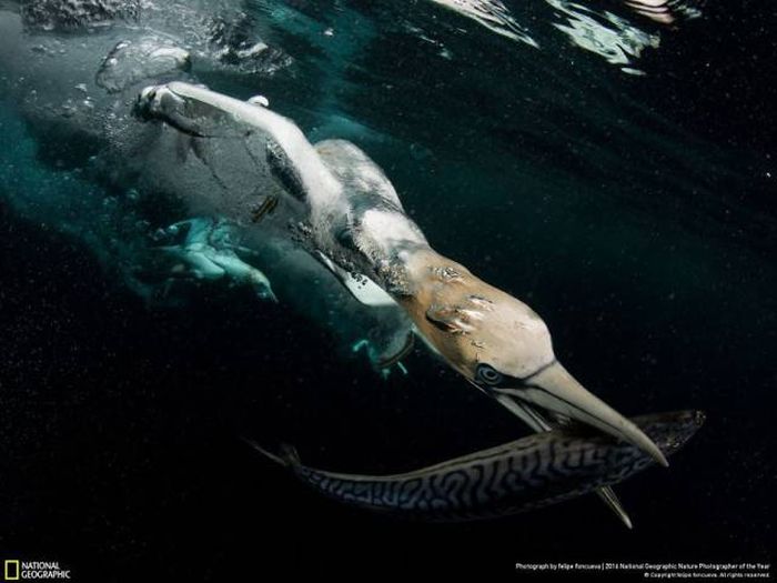 Лучшие работы фотоконкурса National Geographic Nature Photographer 2016