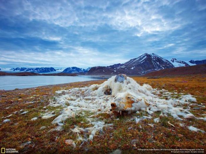Лучшие работы фотоконкурса National Geographic Nature Photographer 2016