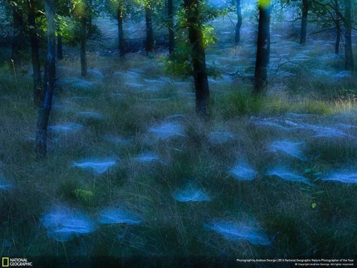 Лучшие работы фотоконкурса National Geographic Nature Photographer 2016