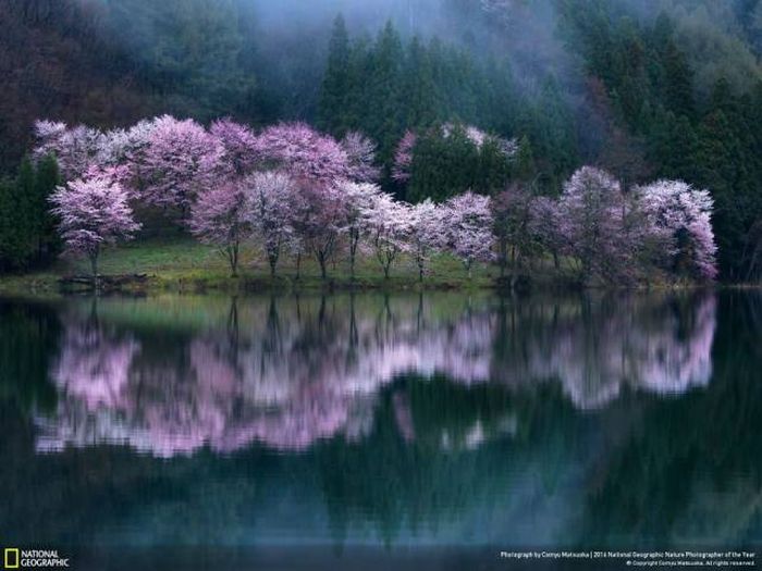 Лучшие работы фотоконкурса National Geographic Nature Photographer 2016