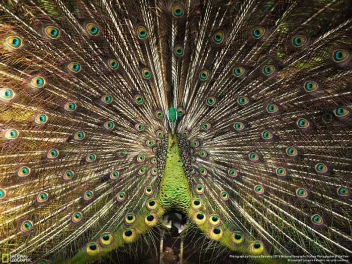 Лучшие работы фотоконкурса National Geographic Nature Photographer 2016