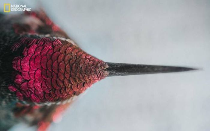 Лучшие работы фотоконкурса National Geographic Nature Photographer 2016
