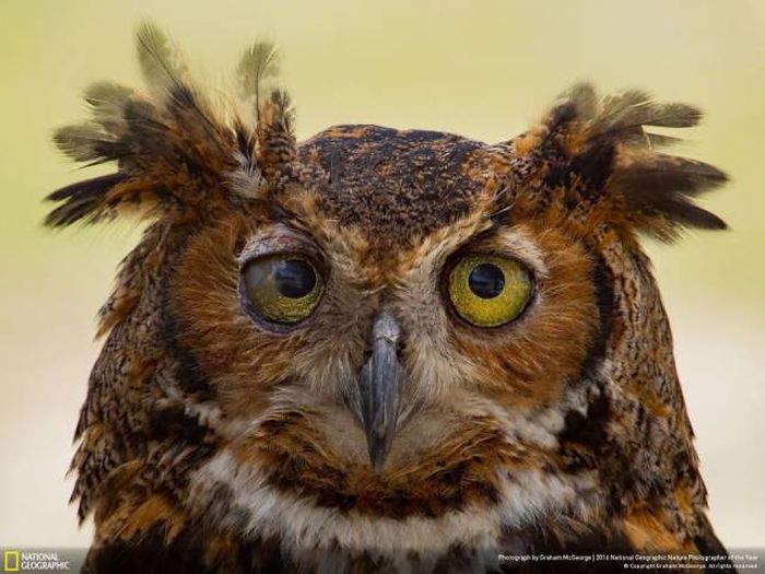 Лучшие работы фотоконкурса National Geographic Nature Photographer 2016