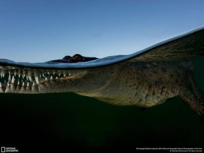 Лучшие работы фотоконкурса National Geographic Nature Photographer 2016