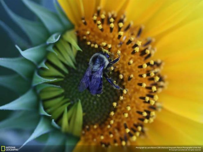 Лучшие работы фотоконкурса National Geographic Nature Photographer 2016