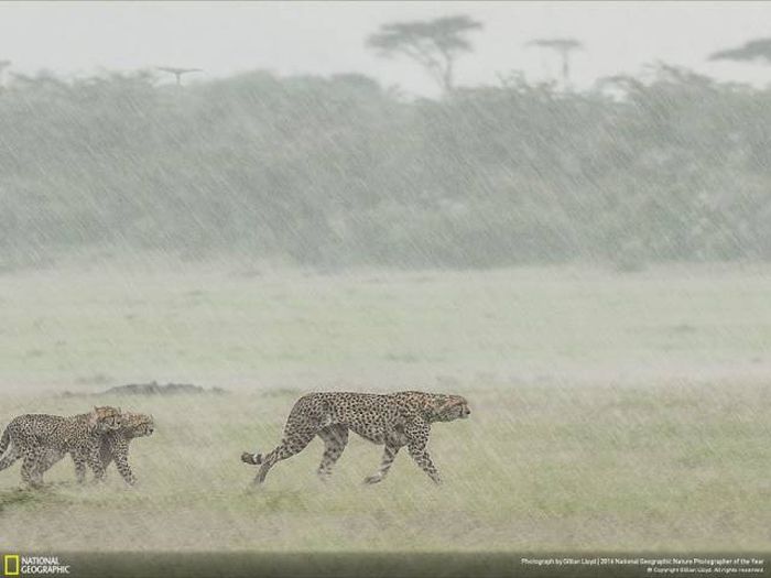 Лучшие работы фотоконкурса National Geographic Nature Photographer 2016