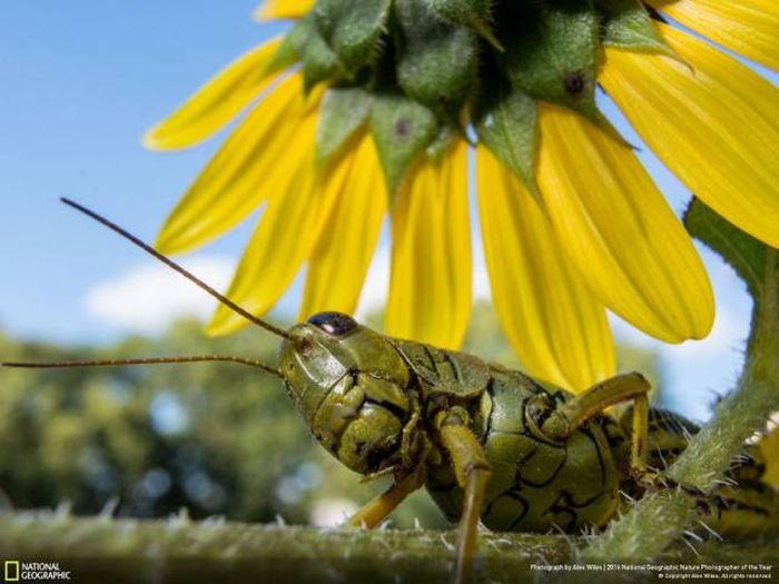 Лучшие работы фотоконкурса National Geographic Nature Photographer 2016