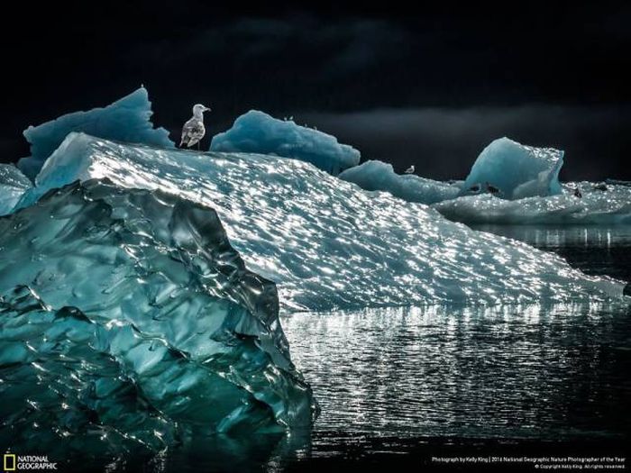 Лучшие работы фотоконкурса National Geographic Nature Photographer 2016