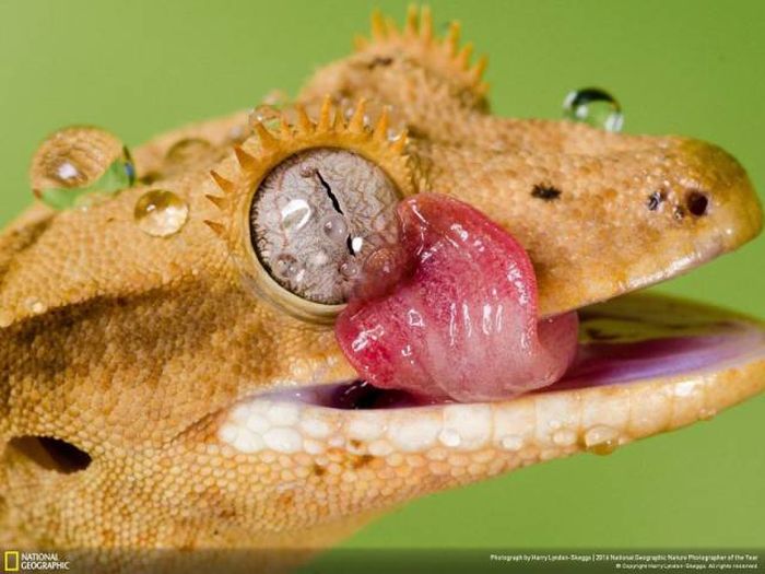 Лучшие работы фотоконкурса National Geographic Nature Photographer 2016