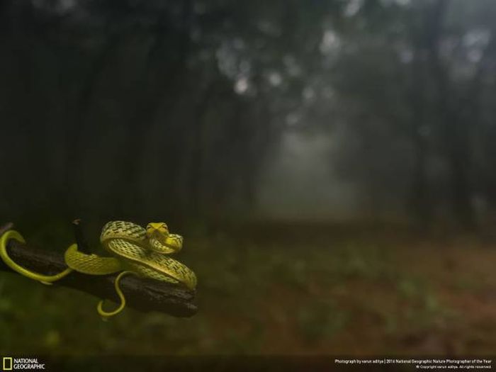 Лучшие работы фотоконкурса National Geographic Nature Photographer 2016