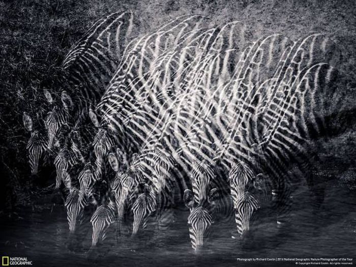 Лучшие работы фотоконкурса National Geographic Nature Photographer 2016
