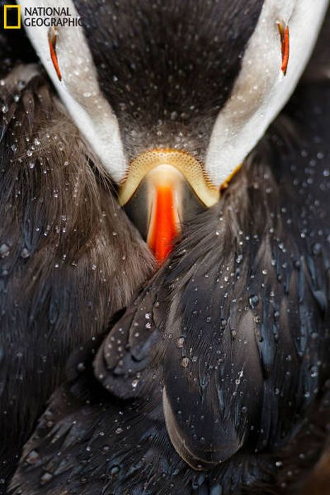 Лучшие работы фотоконкурса National Geographic Nature Photographer 2016