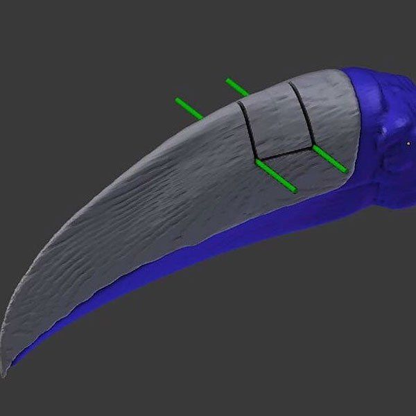 Раненому тукану напечатали новый клюв на 3D-принтере
