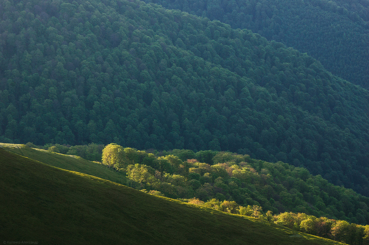 Боржава