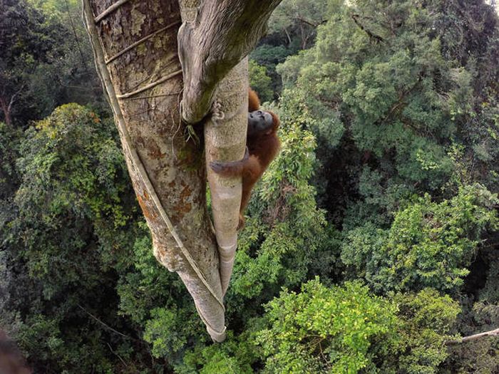 Лучшие фото журнала National Geographic 2016 года