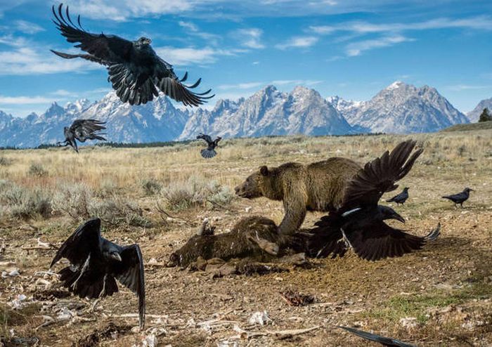 Лучшие фото журнала National Geographic 2016 года