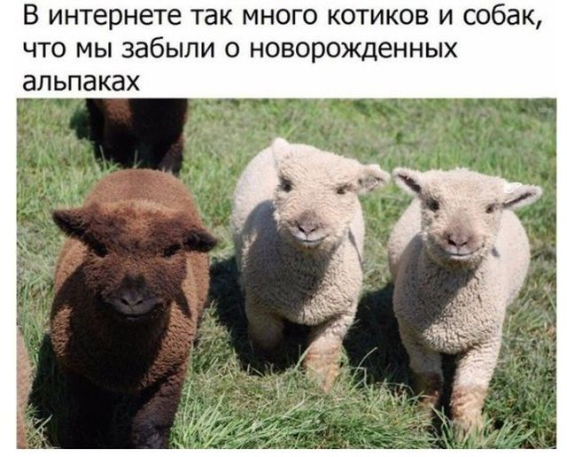 Прикольные картинки