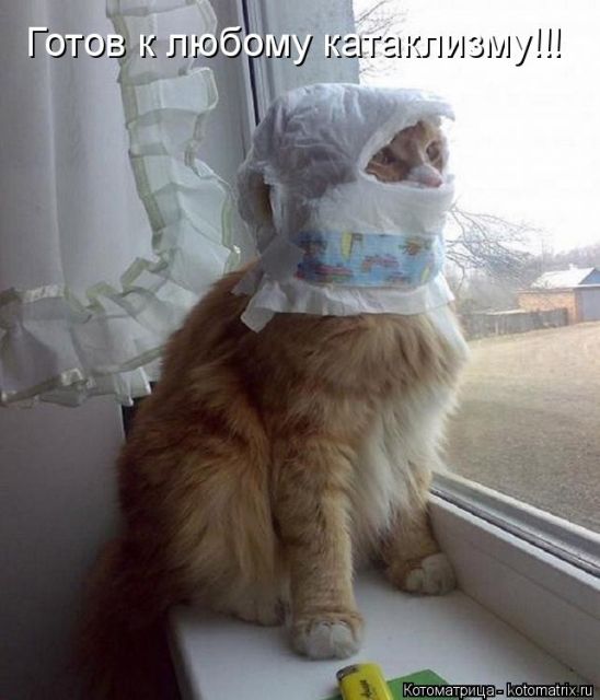 Лучшие котоматрицы недели