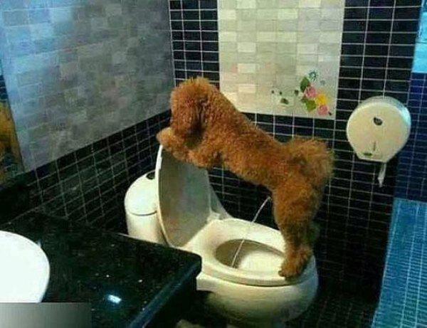 Симпатичные животные
