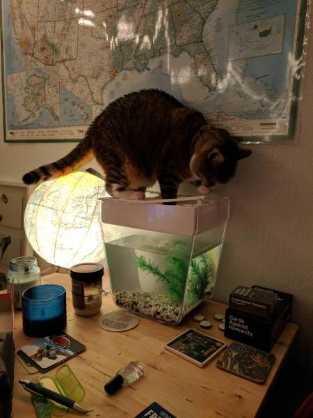 Прикольные картинки