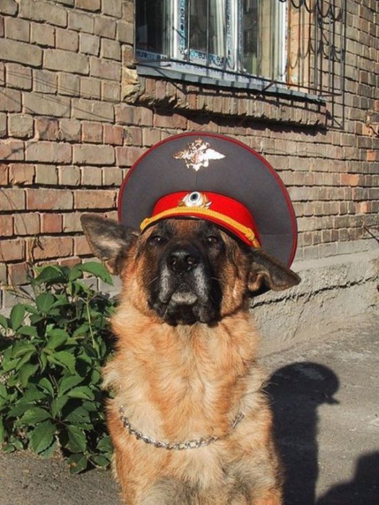 Порция картинок