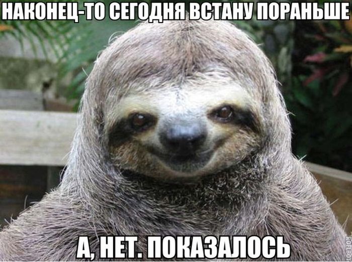 Порция картинок