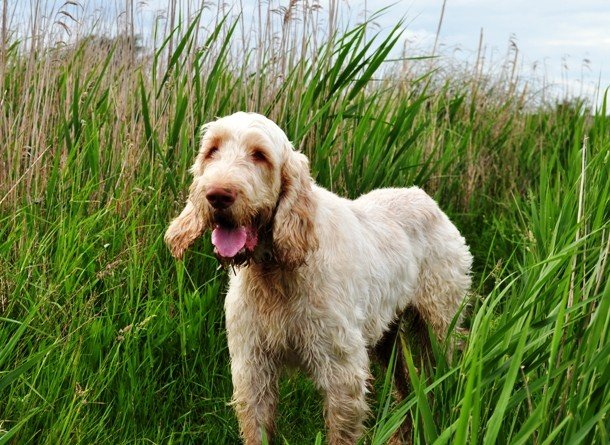 Самые дорогостоящие породы собак в мире Самые дорогостоящие породы собак в мире