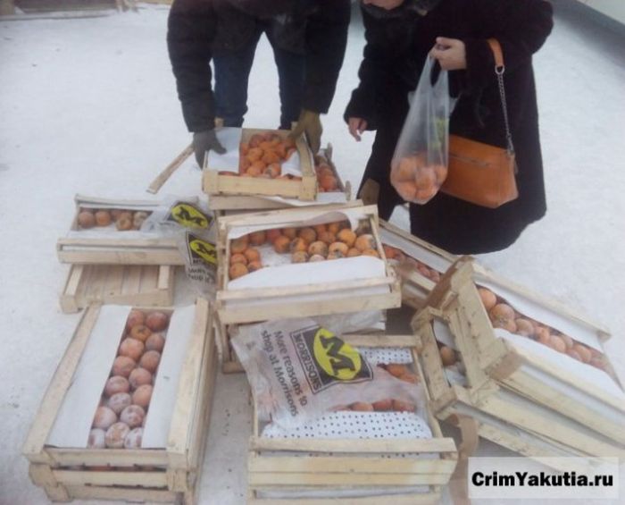 Жители Якутска помогли дальнобойщику, заморозившему груз хурмы