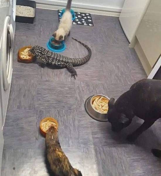 Прикольные картинки