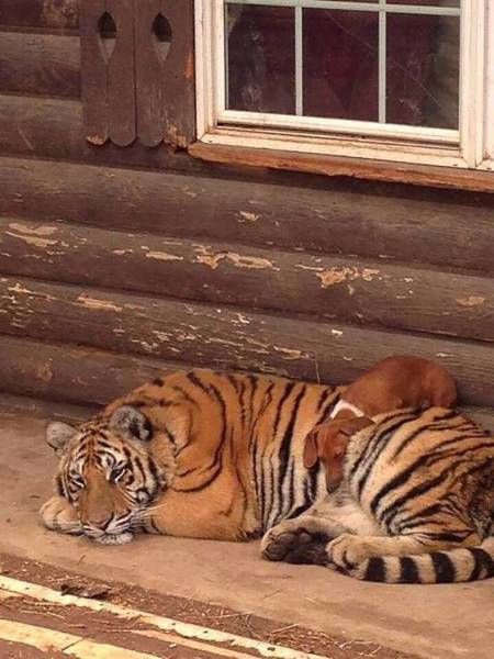 Прикольные картинки