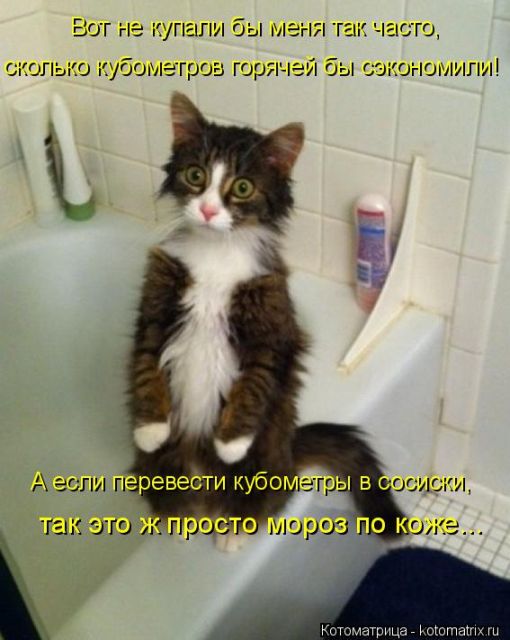 Лучшие котоматрицы недели